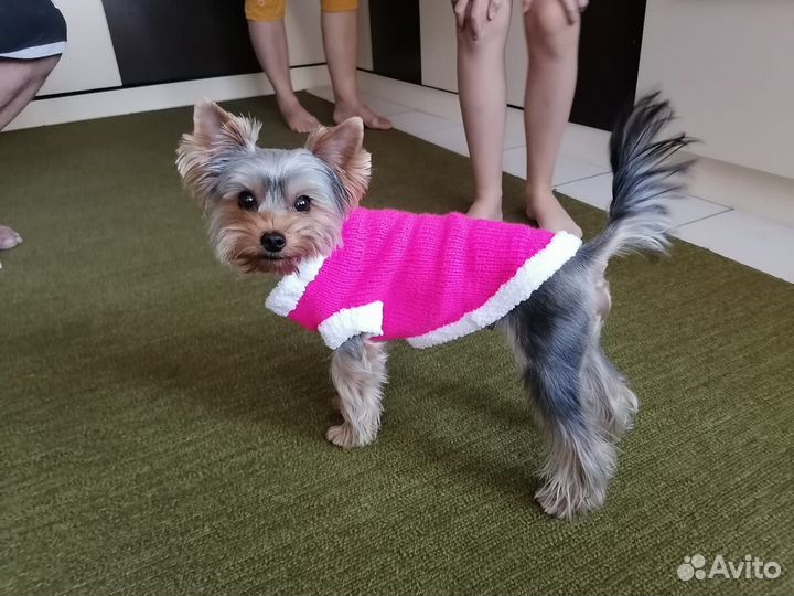 Одежда для собак и кошек