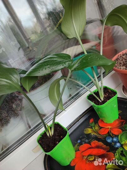 Горшечные цветы