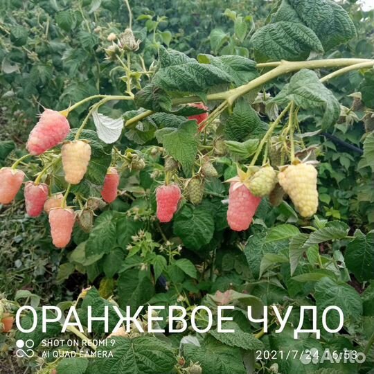 Саженцы ремонтантной малины и рассада клубники