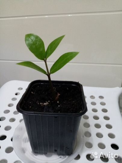 Замиокулькас