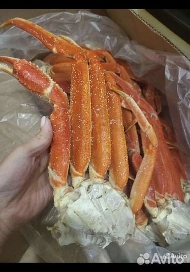 Клешни краба стригуна вес
