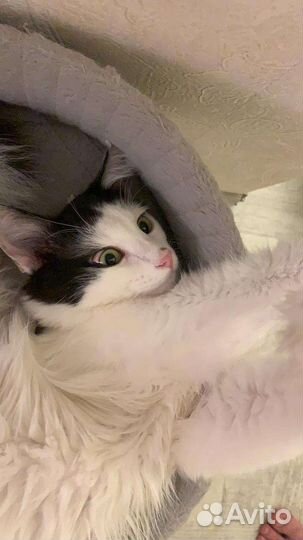 Котик в добрые руки