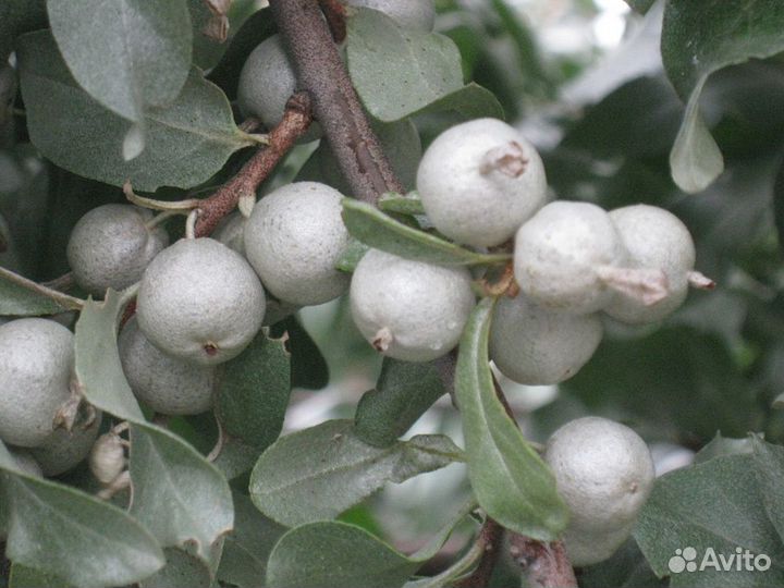 Семена: арония, лох, калина, яблоня, липа, сумах