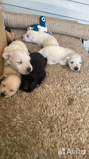 Собаки щенки