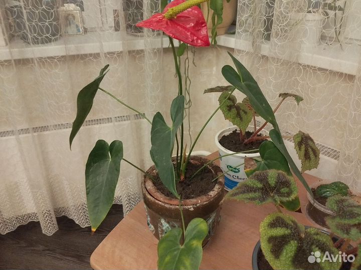 Спатифиллум мужское счастье