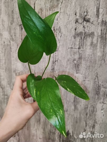 Комнатные цветы 3