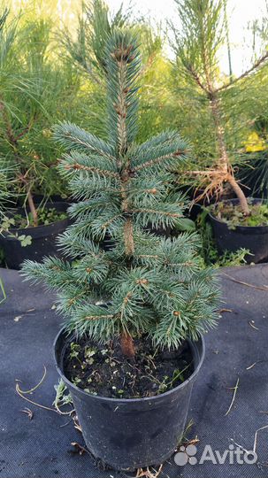 Ель колючая с сизой хвоей