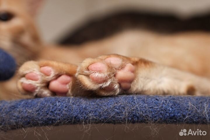 Рыжий ласковый котик Джекфрут