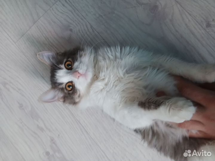 Кошечка в добрые руки