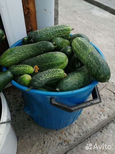 Огурцы засолочные и едовые