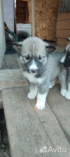 Собака в добрые руки отдам бесплатно