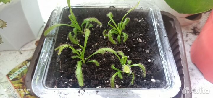 Редкие домашние растения