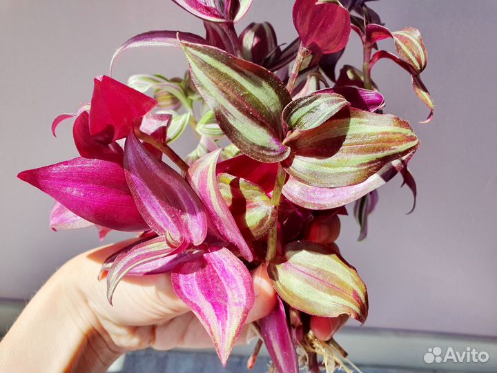 Черенки традесканции охапкой букетом