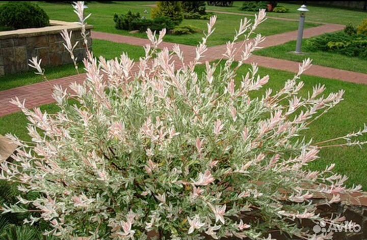 Ива Хакуро нишики (зкс)