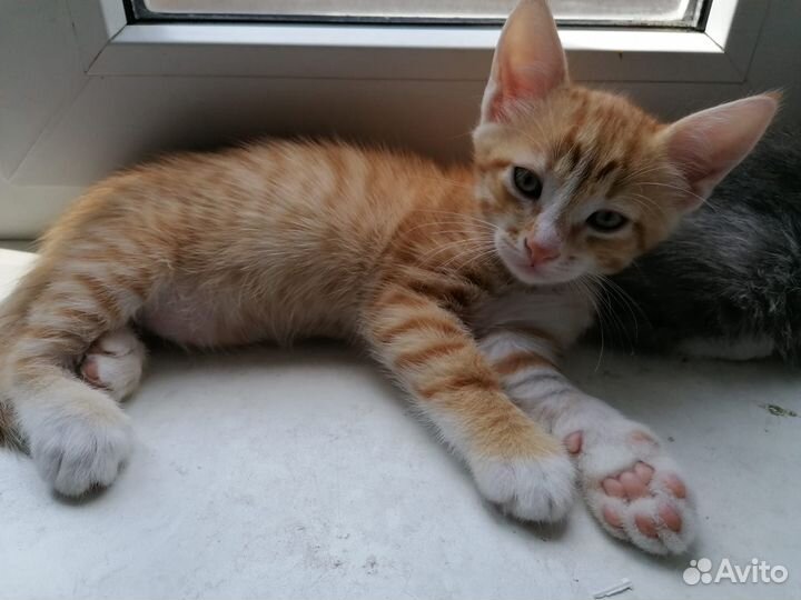 Котенок в хорошие руки