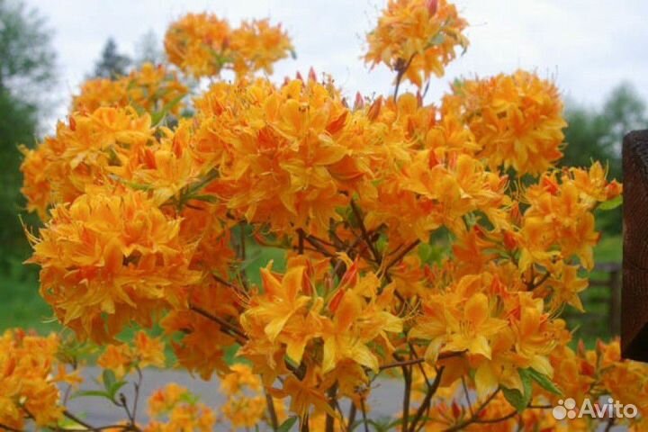 Рододендрон азалия листопадный жёлтый Голден Лайтс