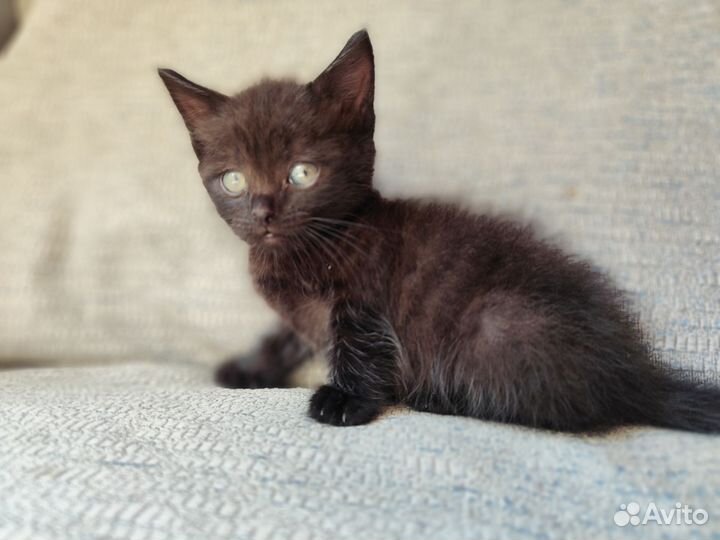 Черный котенок девочка