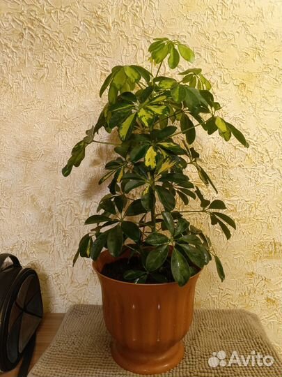 Шефлера вариегатная