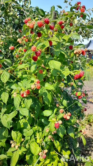 Малина ягоды