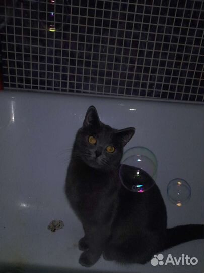 Отдам кошку