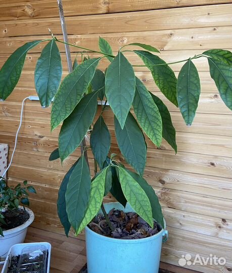 Авокадо 5 лет