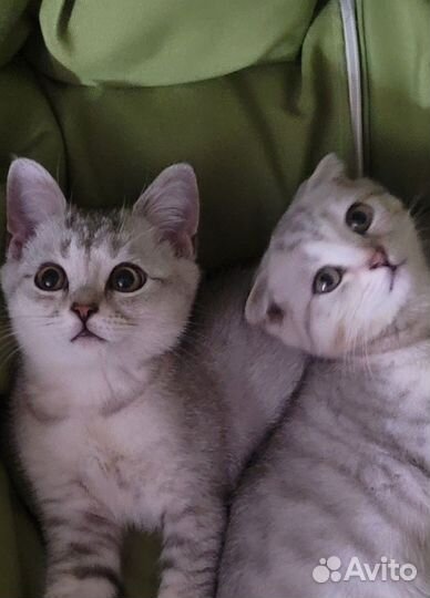 Шотландская