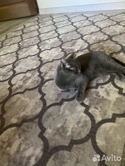 Кошка британская