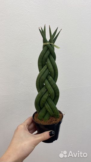 Сансевиерия
