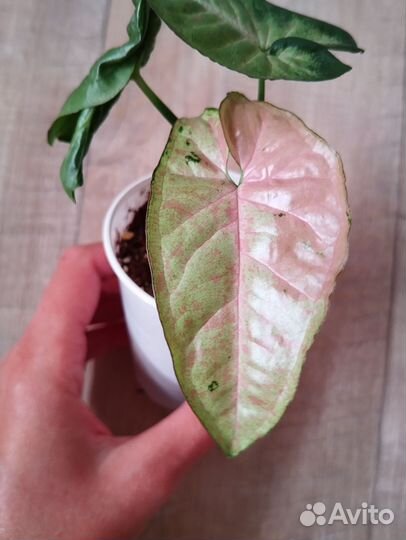 Сортовые сингониумы разные сорта