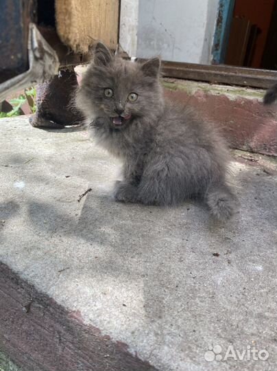 Котята в дар