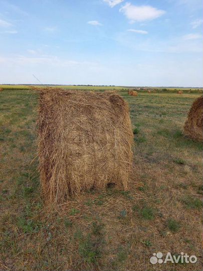 Сено в рулонах