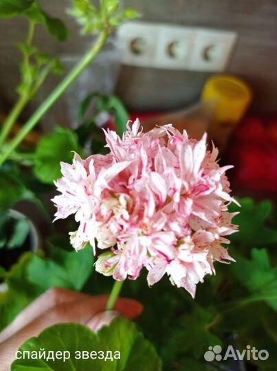 Пеларгония герань Спайдер