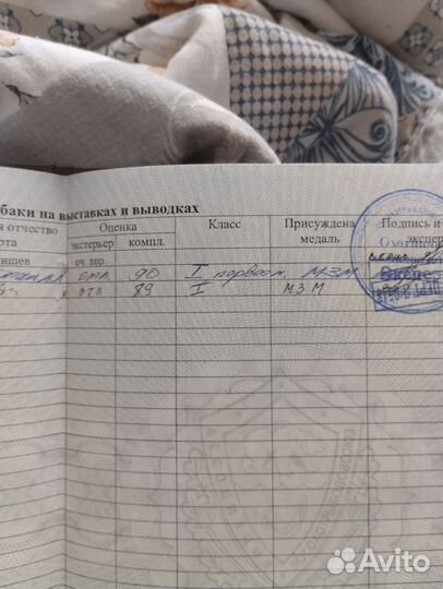 Русская пегая гончая