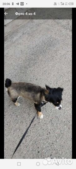 Грумер собак