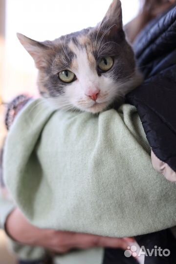 Рябушка трёхцветная кошка в добрые руки