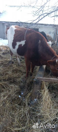 Корова дойная