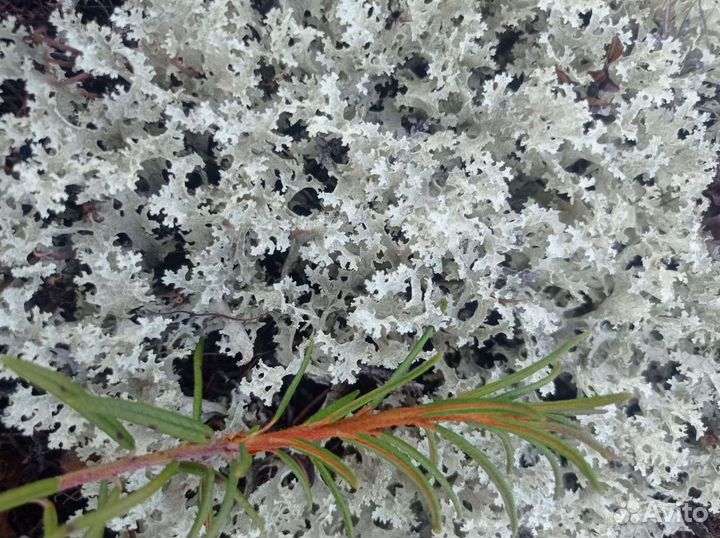 Исландский мох