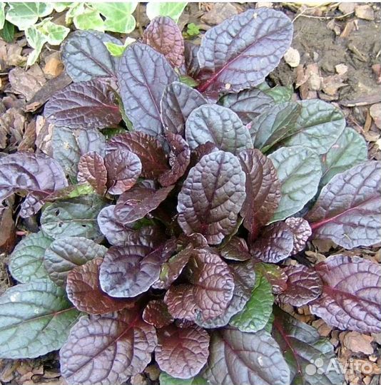 Живучка ползучая, многолетняя