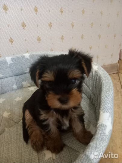 Йоркширский терьер мини