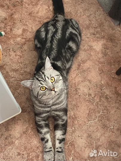 Шотландский кот вязка