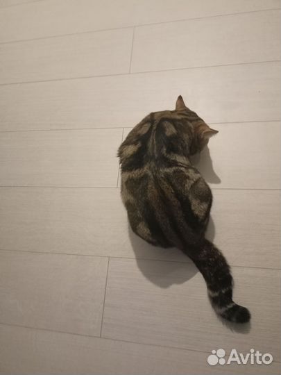 Шотландский кот на вязку
