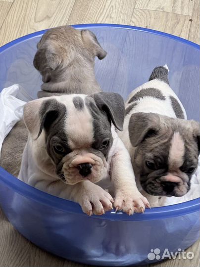 Французский бульдог голубые и лиловые