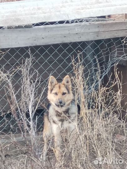 Восточноевропейская овчарка