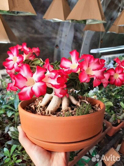 Мини адениум махровый, вариегатный