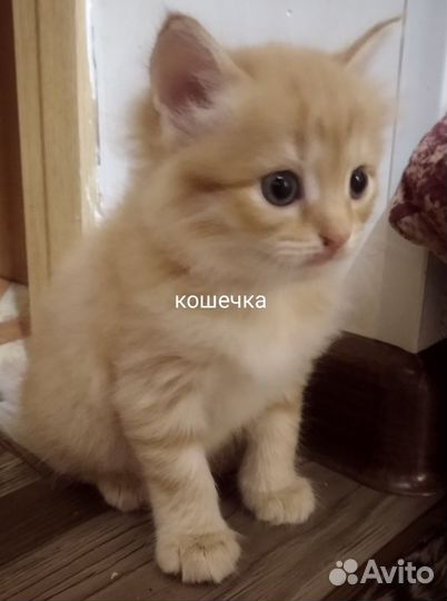 Шотландская