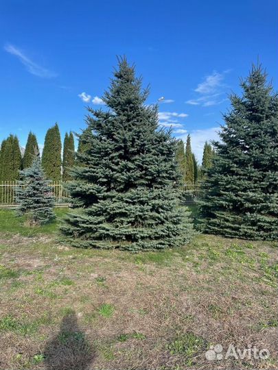 Ель голубая крупномер