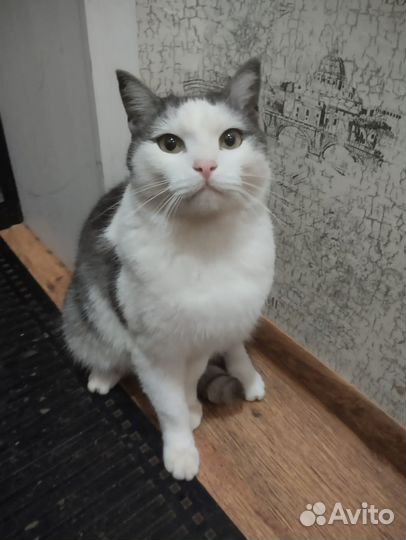 В добрые руки