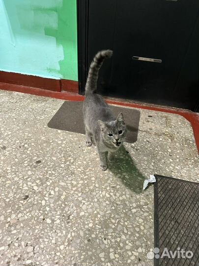 Русский голубой кот