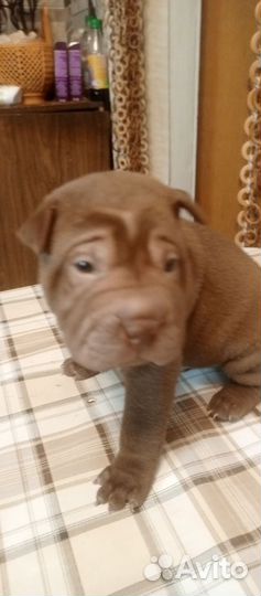 Щенок шарпей