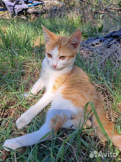 Котик